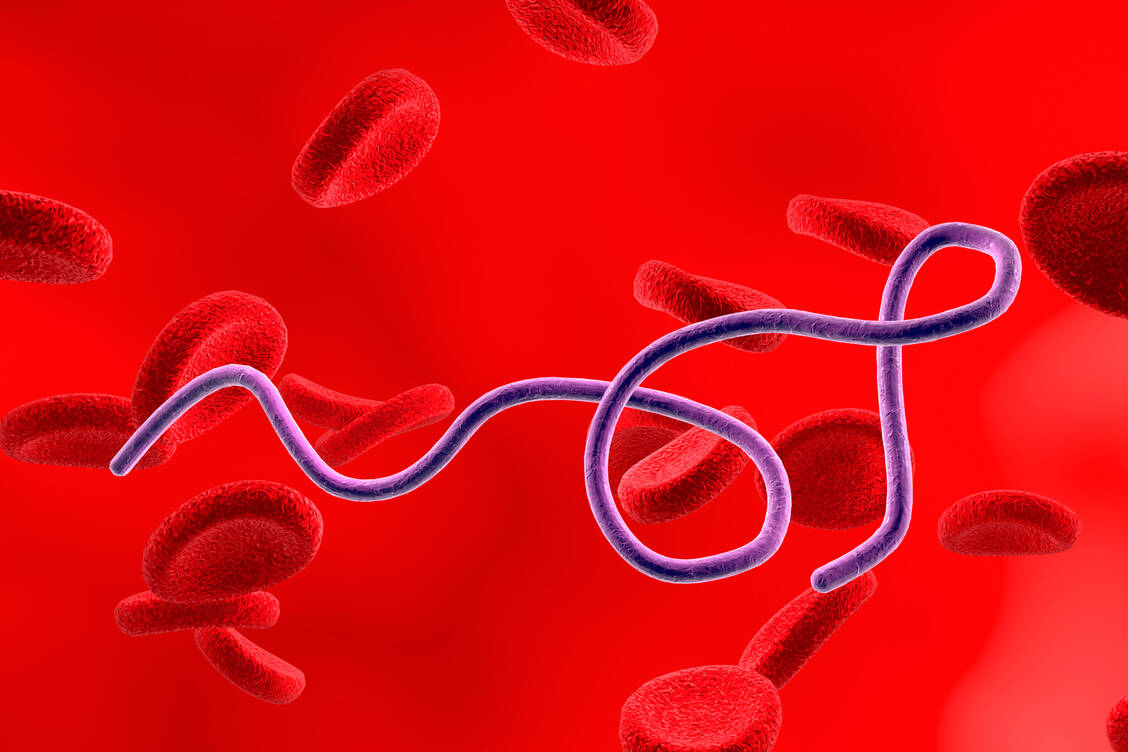 Borrelien sind Spirochäten, also gramnegative, wendelförmige Bakterien. Die von Zecken übertragenen Erreger sprechen meist gut auf eine Therapie mit Doxycyclin oder Amoxicillin an. / Foto: Getty Images/Kateryna Kon/Science Photo Library