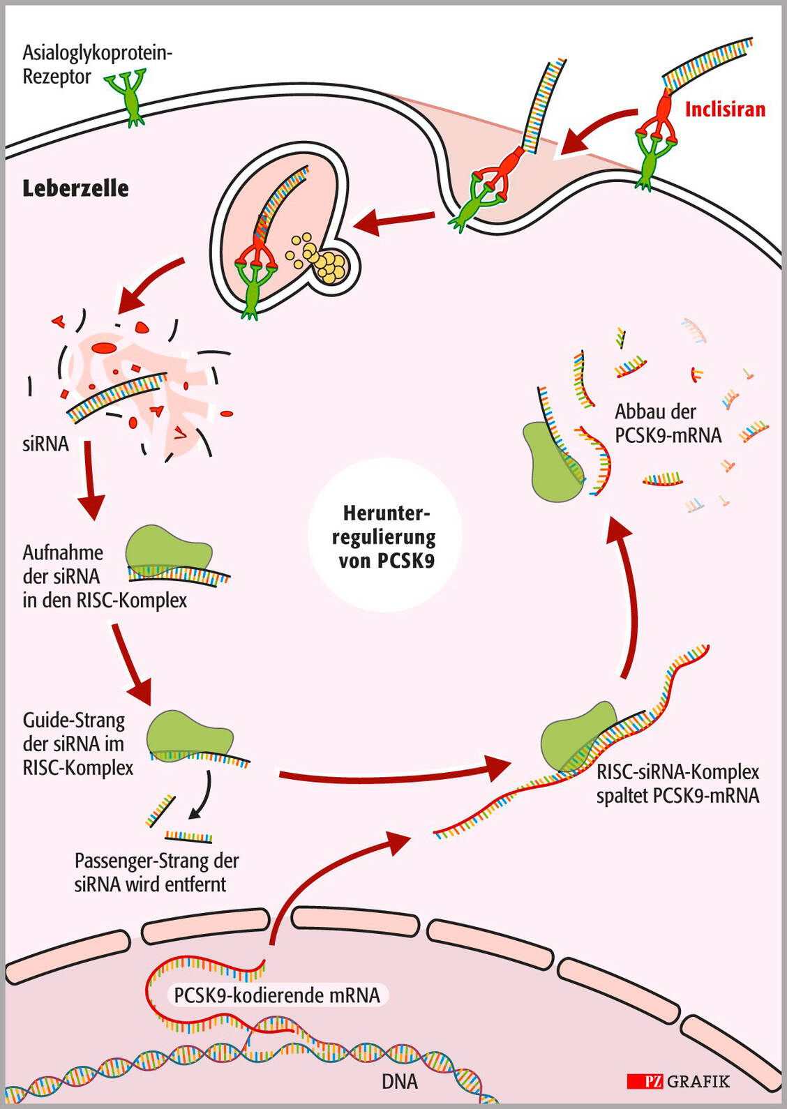 Inclisiran besteht aus siRNA, die an drei Zuckerreste gebunden ist. Nach Bindung an den Asialoglykoprotein-Rezeptor auf Hepatozyten (oben rechts) wird der Arzneistoff in die Leberzelle aufgenommen. Im Zellinneren wird die siRNA freigesetzt. Deren Guide-Strang verbindet sich mit der mRNA des PCSK9-Gens (unten) und verhindert die Bildung von PCSK9. / Foto: Stephan Spitzer