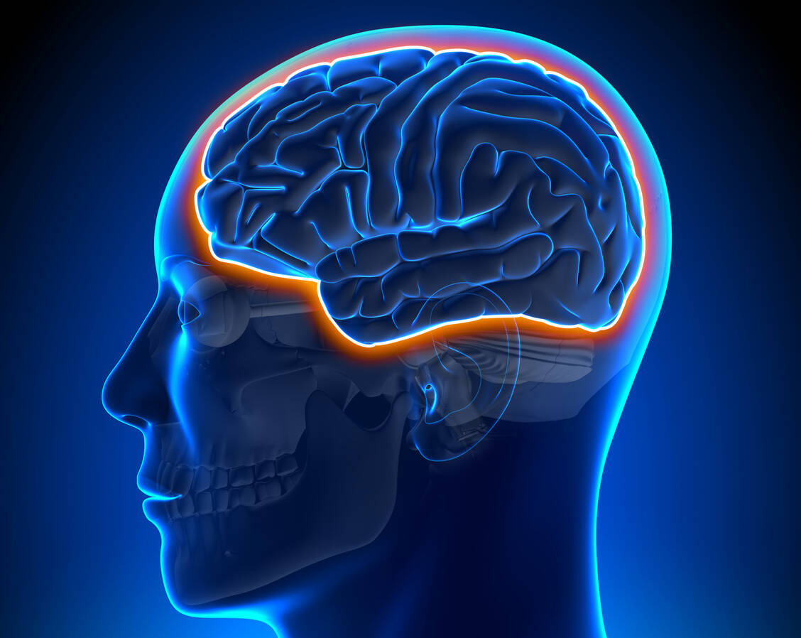 Einem zerebralen Folatmangel kann unter anderem  ein Transportdefekt an der Blut-Hirn-Schranke zugrundeliegen / © Adobe Stock/decade3d