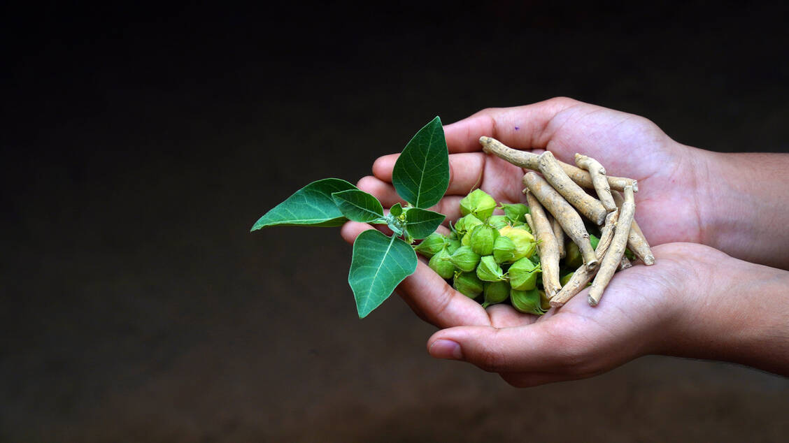 Ashwagandha-Pflanzen werden traditionell in der ayurvedischen Medizin genutzt, vor allem die Wurzeln oder Zubereitungen davon. / Foto: Getty Images/ravigora123