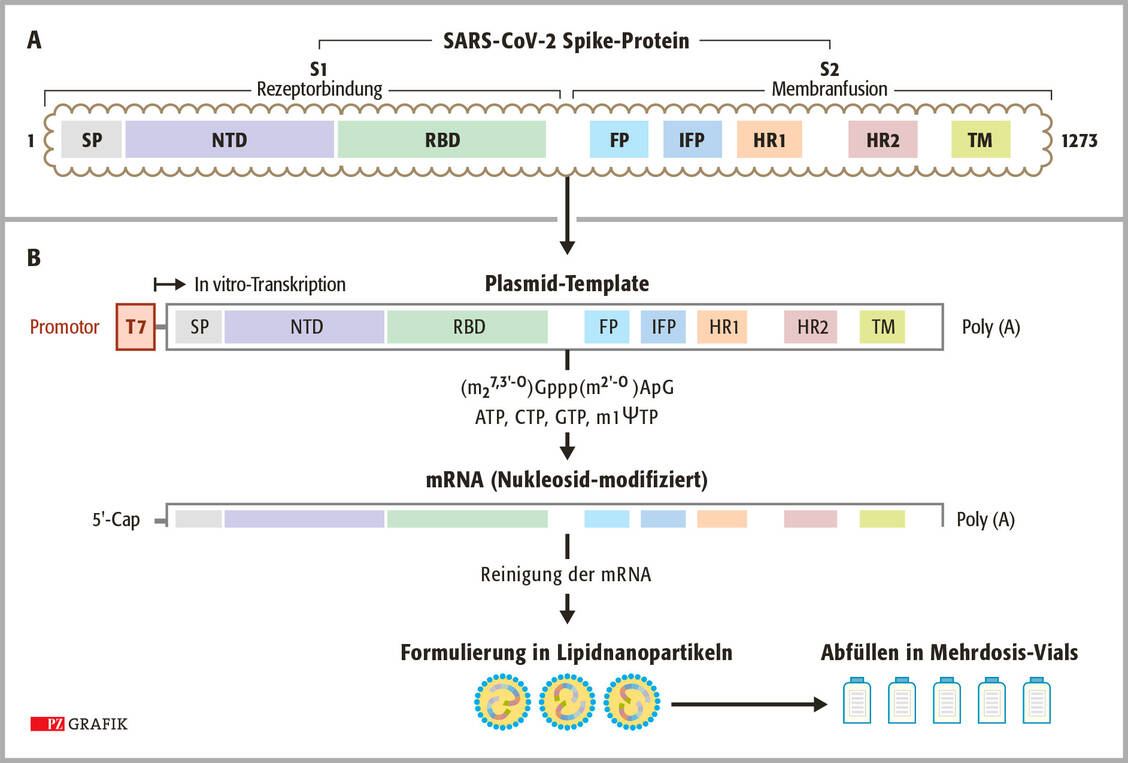Abbildung 2: Herstellung des mRNA-Impfstoffs BNT162b2 


A. Struktur des Spike-Proteins von SARS-CoV-2. Das S-Protein umfasst 1273 Aminosäuren und kann in ein S1-Protein und ein S2-Protein unterteilt werden. S1 enthält das Signalpeptid (SP), eine aminoterminale Domäne (NTD) und eine rezeptorbindende Domäne (RBD). S2 vermittelt die Membranfusion und besteht aus dem Fusionspeptid (FP), dem internen Fusionspeptid (IFP), zwei Heptad-Repeat-Domänen (HR1/2) und einer Transmembrandomäne (TM). 

B. Für die Nutzung des gesamten S-Proteins als Impfantigen wird die codierende DNA-Sequenz auf ein Plasmid kloniert, das einen Promotor aus dem Bakteriophagen T7 enthält. Die In-vitro-Transkription erfolgt in Gegenwart des Capping-Nukleotids 
(m<sub>2</sub><sup>7,3‘-O</sup>)Gppp(m<sup>2‘-O</sup>)ApG. In BNT162b2 werden alle Uridin-Nukleotide durch 1-Methylpseudouridin-Nukleotide (m1ψ) ersetzt, indem bei der In-vitro-Transkription das Nukleosidtriphosphat m1ψTP zugesetzt wird. Danach wird die mRNA aufgereinigt, in Lipidnanopartikel formuliert und in Mehrdosisbehältnisse abgefüllt. / Foto: PZ/Stephan Spitzer