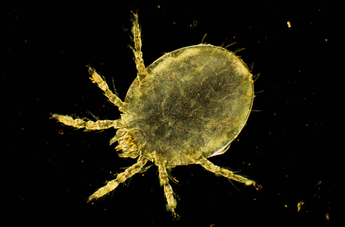 Die Larven der Herbstgrasmilbe sind nur 0,3 mm groß und vor allem zwischen Juli und September aktiv. Im Gegensatz zu den ausgewachsenen Spinnentieren ähaben Larven nur sechs Beine. / © Imago/Ardea