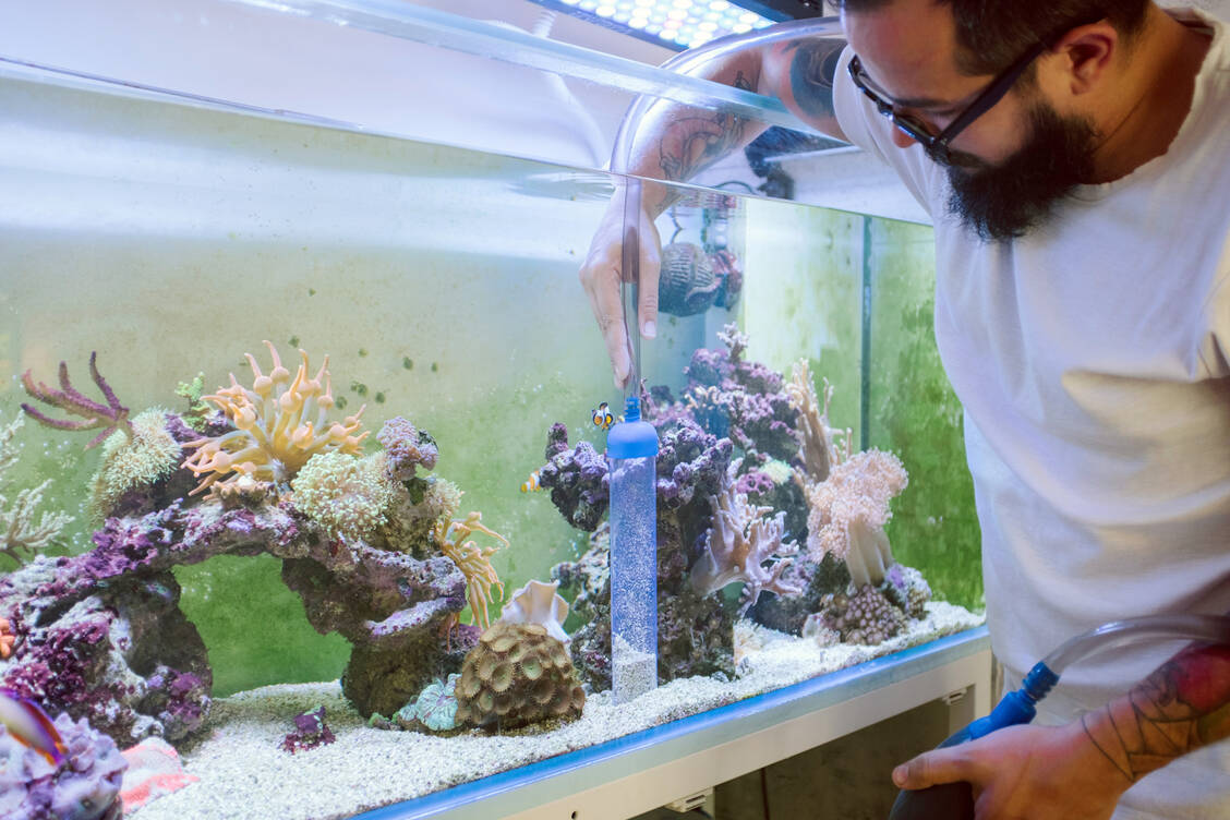 Wer sein Aquarium mit bloßen Händen reinigt, sollte sicher sein, dass er keinerlei Hautwunden hat.  / Foto: Getty Images/vgajic