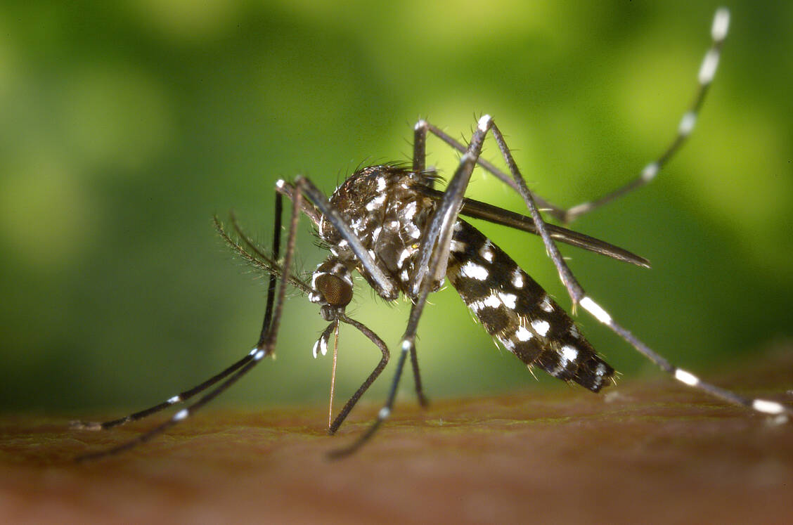 Die Stechmückenart Aedes albopictus, ein möglicher Überträger des Zikavirus, ist in Südeuropa verbreitet.  / Foto: CDC/James Gathany
