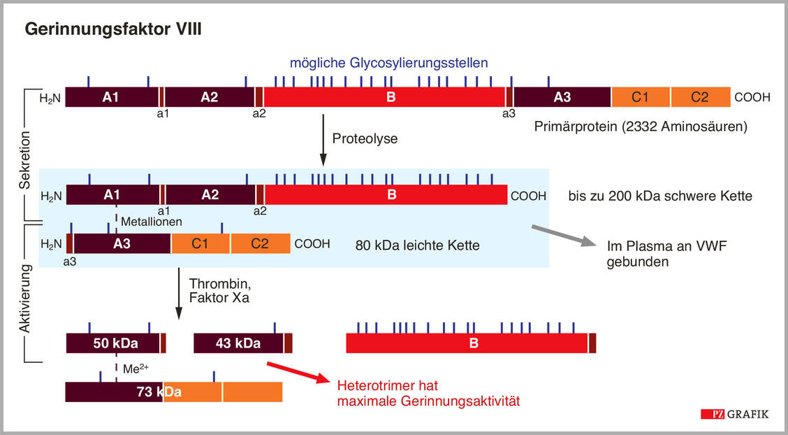 Abbildung 1: Struktur und Aktivierung des Gerinnungsfaktors VIII (nähere Erläuterung im Text) / Foto: Grafik: PZ/Spitzer, modifiziert nach I. Zündorf; Dingermann, T., et al., 2019