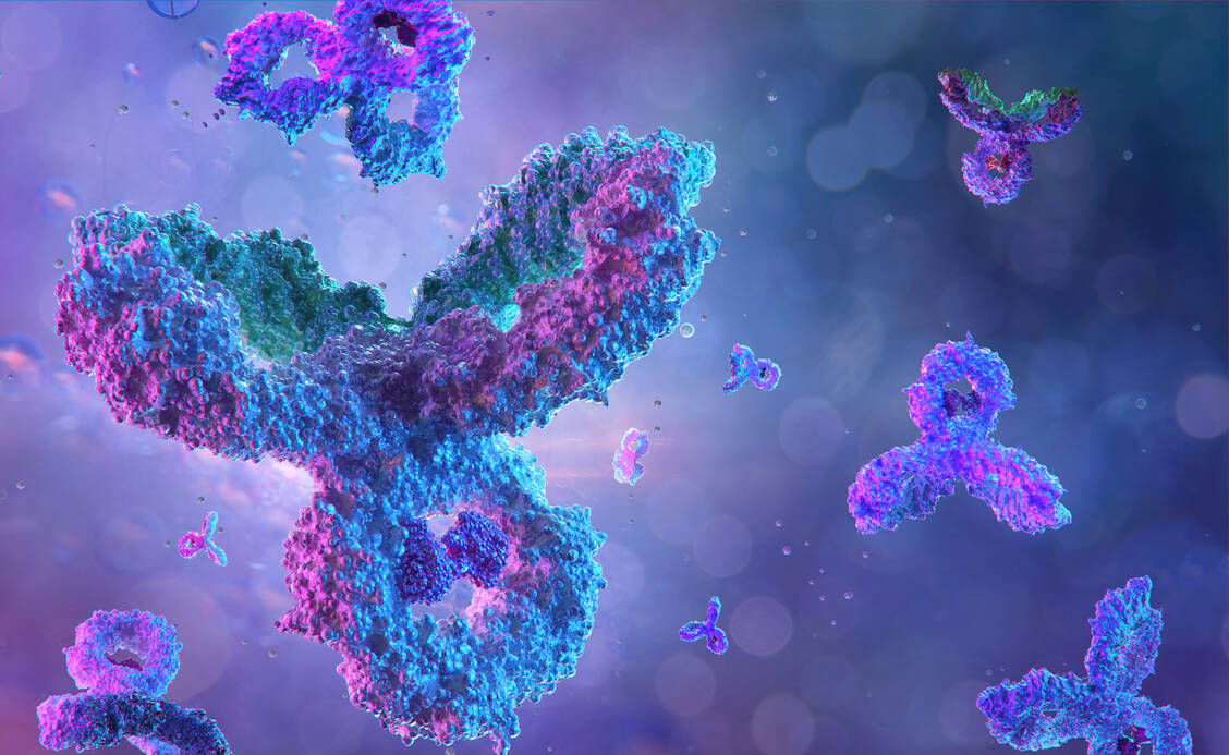 Der Antikörper hemmt selektiv das Protein CTLA-4 und fördert damit letztlich die Antitumoraktivität. / Foto: Adobe Stock/Corona Borealis