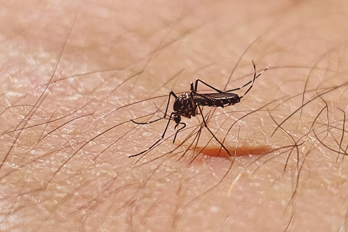 Dengue-Viren werden vor allem durch den Stich der Ägyptischen Tigermücke (Aedes aegypti) auf den Menschen übertragen. Aber auch die Asiatische Tigermücke (Aedes albopictus) kann die Viren übertragen. / © Getty Images/zpagistock