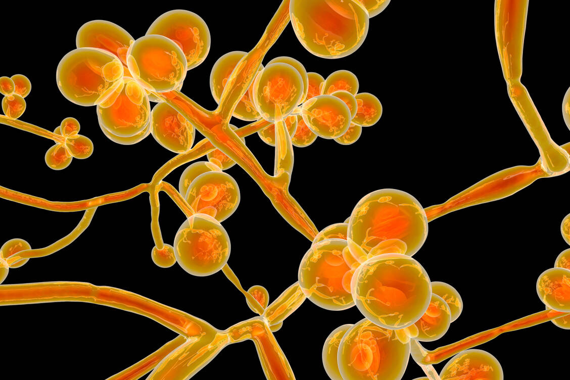 Candida auris wurde erstmals in Japan entdeckt. Der Hefepilz kann bei stark geschwächten Personen eine Candidiasis verursachen, bei der Blut, zentrales Nervensystem und innere Organe befallen werden.  / Foto: Adobe Stock/Dr_Microbe