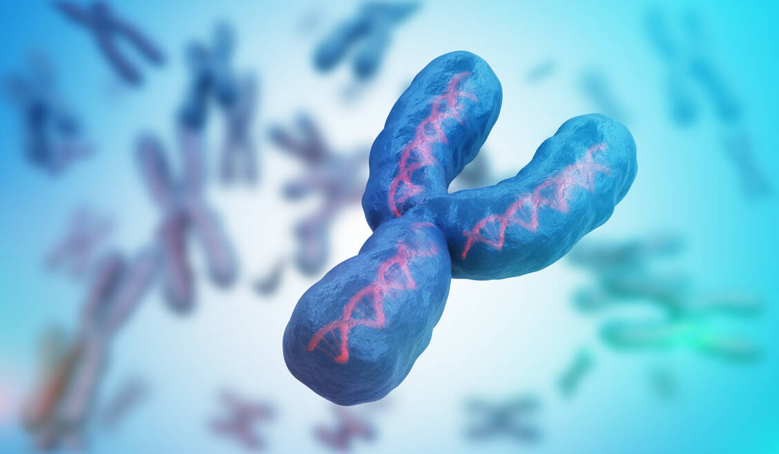 Es ist anders alle anderen Chromosomen und wurde jetzt auch als letztes fertig sequenziert: Das Y-Chromosom des Menschen. / Foto: Adobe Stock/vchalup