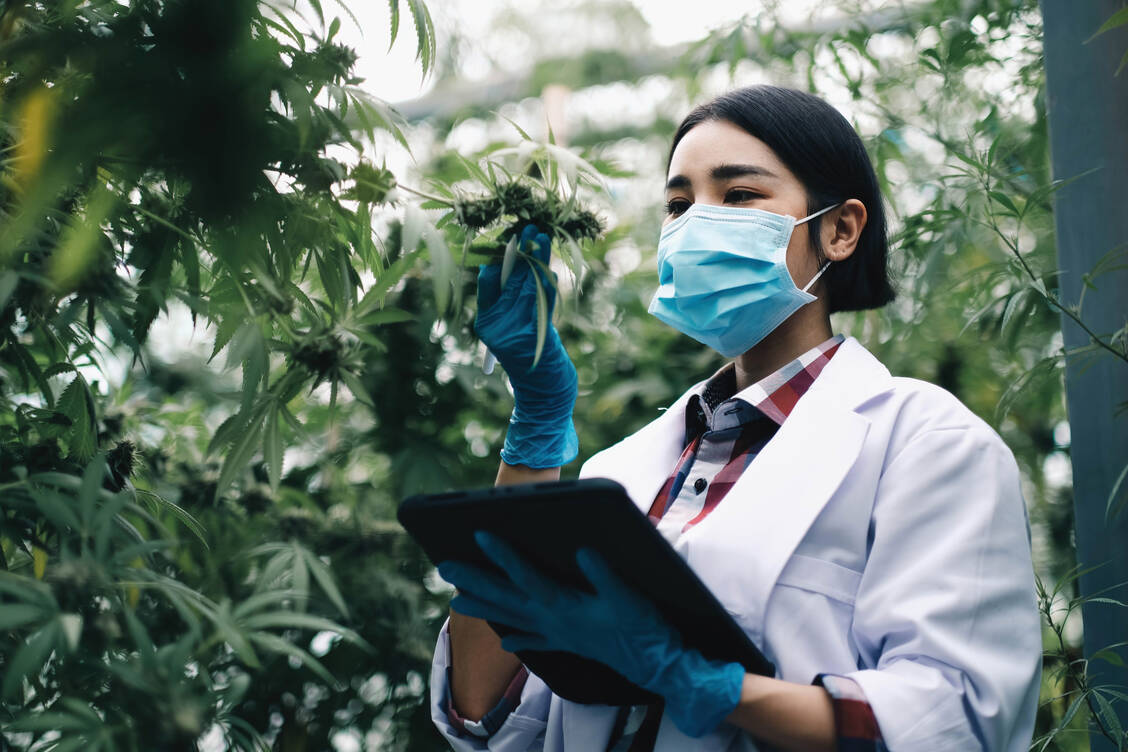 Medizinalcannabis wird größtenteils aus Kanada und Portugal importiert, gefolgt von Dänemark, Nordmazedonien und Spanien. / © Getty Images/wichayada suwanachun