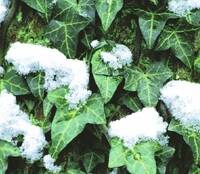 Hustenlöser aus der Natur (von oben nach unten): Efeu, Thymian, Kapland-Pelargonie, Eukalyptus und Myrte.
<p class="fotonachweis">Fotos: Bionorica (1 und 2), Spitzner (3),  Klosterfrau (4) und Fotolia/Celeste Clochard (5)</p>