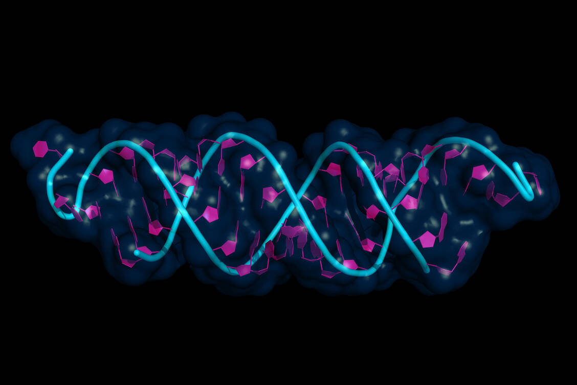 Arzneistoffe auf der Basis von siRNA, die über RNA-Interferenz wirken, gibt es schon einige auf dem Markt. Auch das nun zugelassene Vutrisiran ist ein sogenanntes RNA-i-Therapeutikum. / Foto: Adobe Stock/petarg