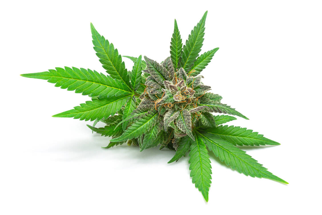 Cannabis soll legal erworben werden können, das hält der Koalitionsvertrag fest.  Mit einem mehrwöchigen Konsultationsprozess des Bundesdrogenbeauftragen, der gestern endete, soll ein entsprechendes Gesetzgebungsverfahren vorbereitet werden. / Foto: Adobe Stock/viennetta14