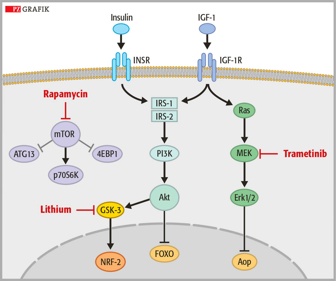 Mit drei interzellulären Zielstrukturen haben die Wissenschaftler das Signalnetzwerk zur Nährstoffsensorik gestört. Rapamycin blockiert den mTOR-Komplex. Lithium hemmt die Glykogen-Synthase-Kinase-3-(GSK-3) und aktiviert in Folge NRF-2 (Nuclear factor erythroid 2-related factor 2), ein Transkriptionsfaktor, der beim Menschen die Expression von antioxidativen und damit zytoprotektiven Proteinen reguliert, die vor oxidativen Schäden schützen. Trametinib ist ein MEK-Inhibitor. Es hebt zum Teil die Nebenwirkungen auf, die durch Rapamycin verursacht werden, und die sich als eine Entgleisung des Stoffwechsels manifestieren. / Foto: Stephan Spitzer