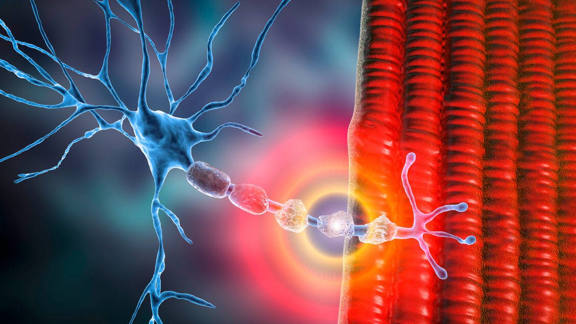 Die Multiple Sklerose ist die häufigste autoimmun vermittelte Erkrankung des zentralen Nervensystems. Sie korreliert mit einem Vitamin-D-Mangel. / © Shutterstock/Kateryna Kon