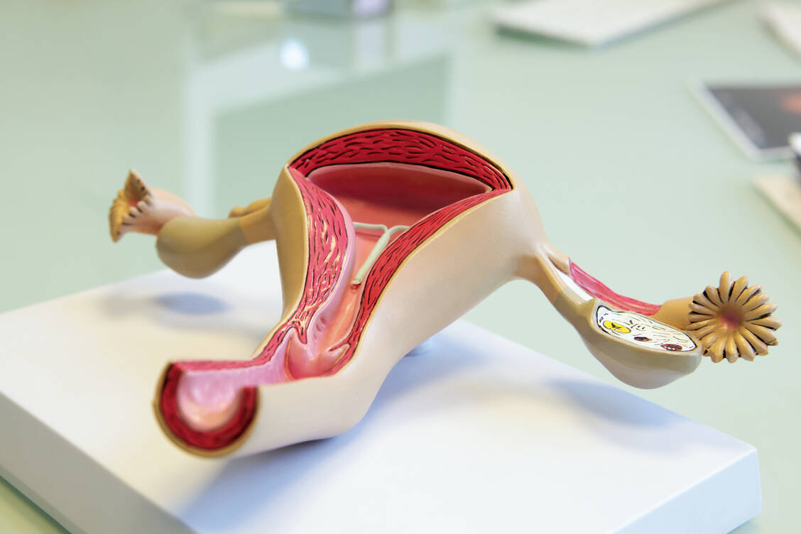 Die Anwendung einer Hormonspirale kann laut einer Studie auch nach dem Entfernen dazu führen, dass die Gebärmutterschleimhaut weniger dick aufgebaut ist – was die Chancen auf eine Schwangerschaft verringern kann. / © Adobe Stock/Sven Bähren