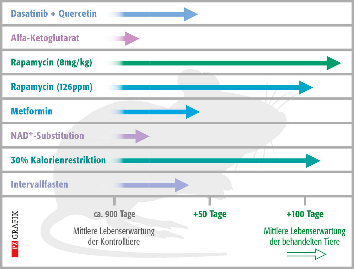 Grafik 2: Interventionen zur Verlängerung der Lebensspanne bei Mäusen. Die Grafik gibt einen Überblick über die Ergebnisse sehr unterschiedlicher Studien; modifiziert nach (7). / Foto: PZ/Stephan Spitzer