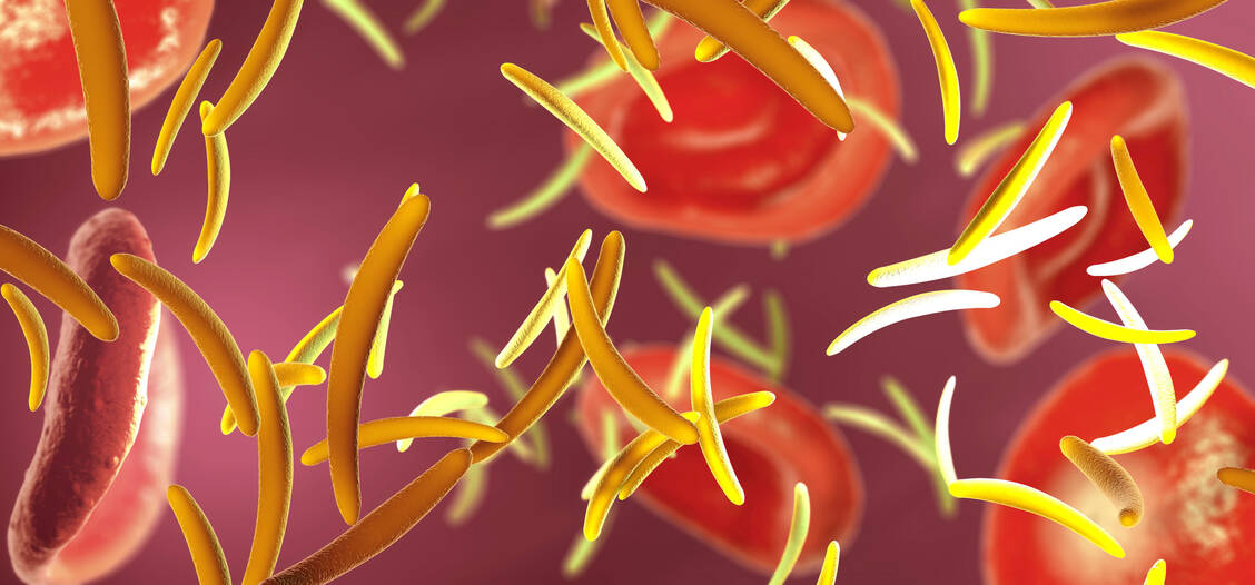Sporozoiten des Malaria-Erregers gelangen mit dem Blutstrom in die Leber.  / © Getty Images/Science Photo Library