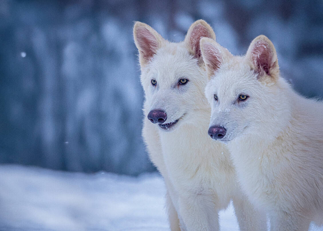 Romulus und Remus im Alter von drei Monaten. Aktuell sind die Schreckenswölfe sechs Monate alt. / © Colossal Biosciences