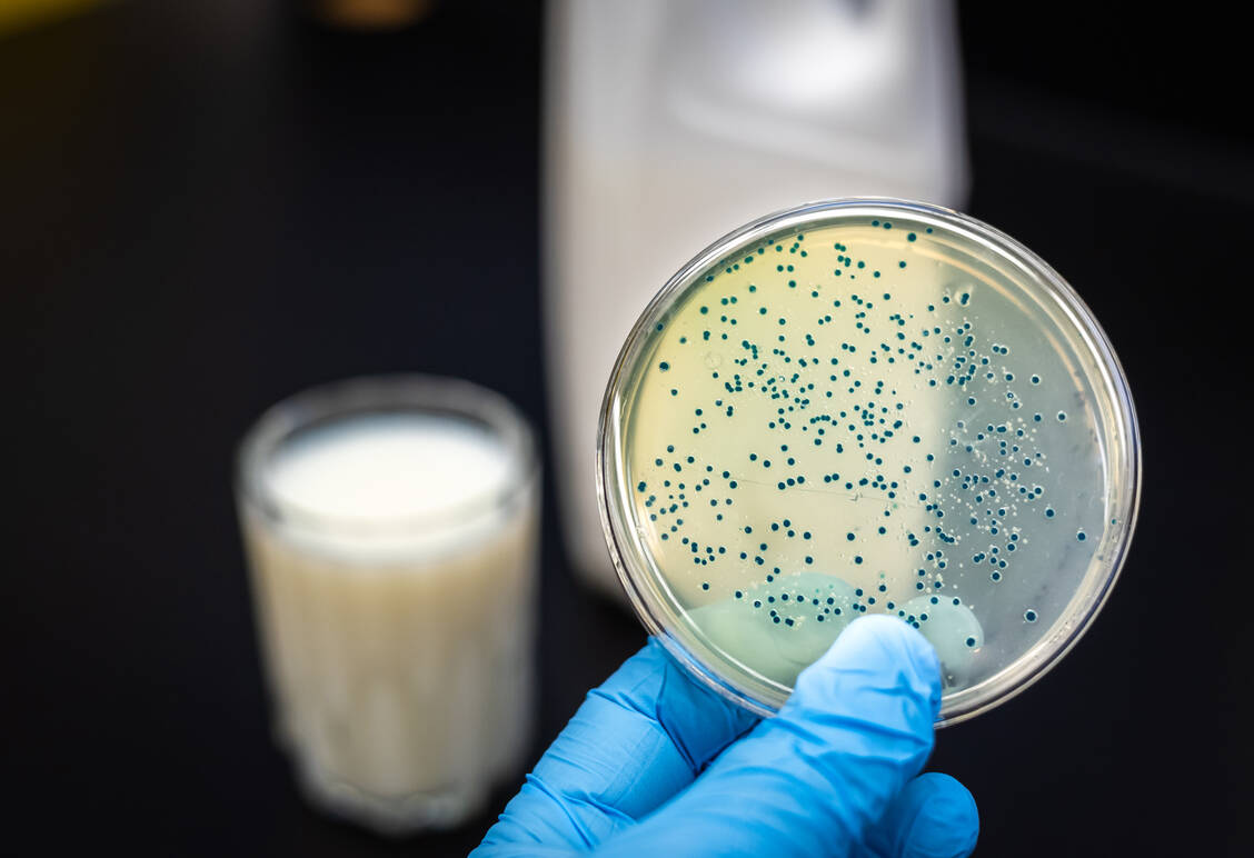 Brucella-Bakterien können bei Raumtemperatur mehrere Tage bis Wochen in Milch und Milchprodukten überleben, werden aber beim Pasteurisieren abgetötet. Wichtigste Infektionsquelle beim Menschen sind nicht pasteurisierte Milchprodukte. / Foto: Getty Images/Manjurul