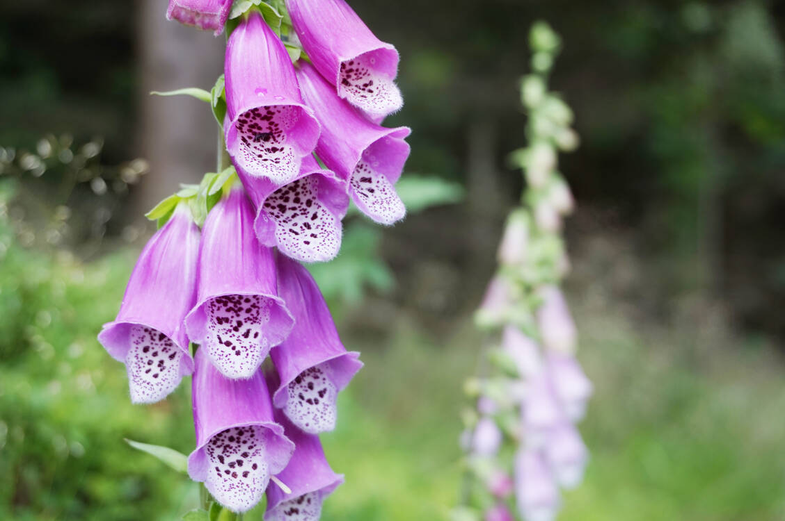 Die Bedeutung der Therapie mit Digitalis-Glykosiden bei Herzinsuffizienz schwindet. Das liegt auch daran, dass es zu wenig evidenzbasierte Studiendaten zur Wirksamkeit gibt. Die DIGIT-HF-Studie soll das ändern. / Foto: Stock.adobe.com/jonnysek