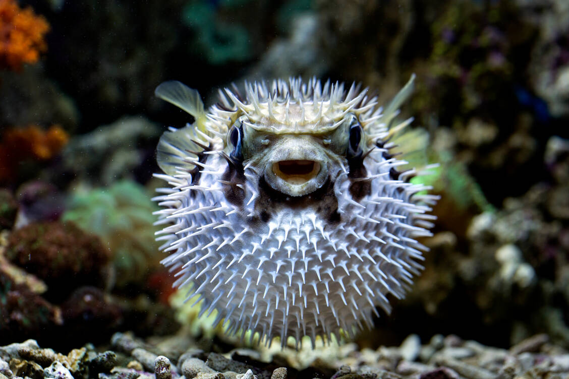 Das Neurotoxin Tetradotoxin verdankt seinen Namen dem Kugelfisch. Die Familie wird im Lateinischen als Tetraodontidae bezeichnet. / © Getty Images/aries