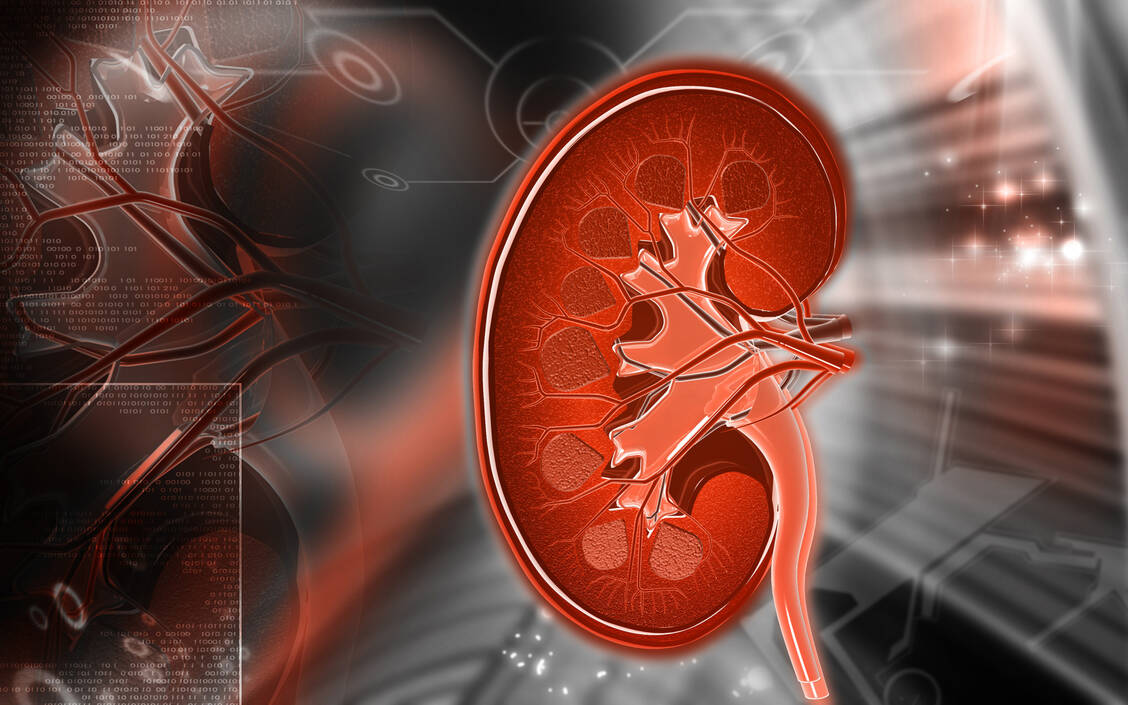 Das relativ neue Wirkprinzip täuscht der Niere einen Sauerstoffmangel vor und verleitet sie dazu, mehr Erythropoetin zu produzieren. Das verbessert den Hämoglobinwert bei Patienten mit renaler Anämie.  / Foto: Adobe Stock/krishnacreations