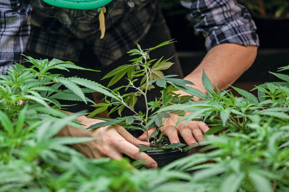 Volljährige in Kanada dürfen bis zu 30 Gramm Cannabis kaufen. In vielen Regionen ist auch der private Anbau für den persönlichen Gebrauch erlaubt. / Foto: Fotolia/Eric Limon