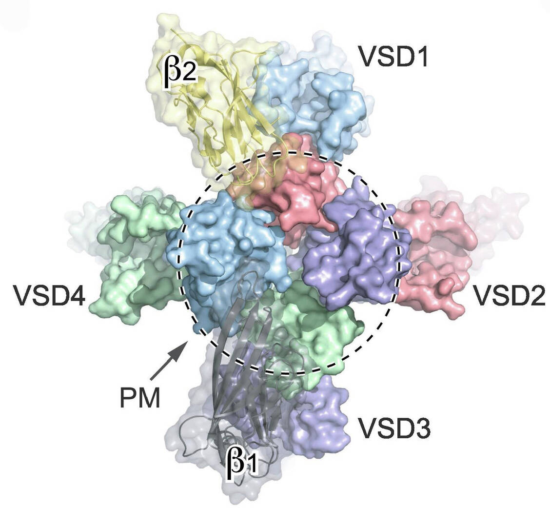 Рисунок 1B: Внеклеточный вид канала Na<sub>v</sub>1.7 человека (Банк данных белков, PDB: 6J8J); в центре — пора (PM), а в четырёх углах — домены, чувствительные к потенциалу (VSD), и β-субъединица; все части имеют те же цвета, что и на рисунке 1A. / © PDB