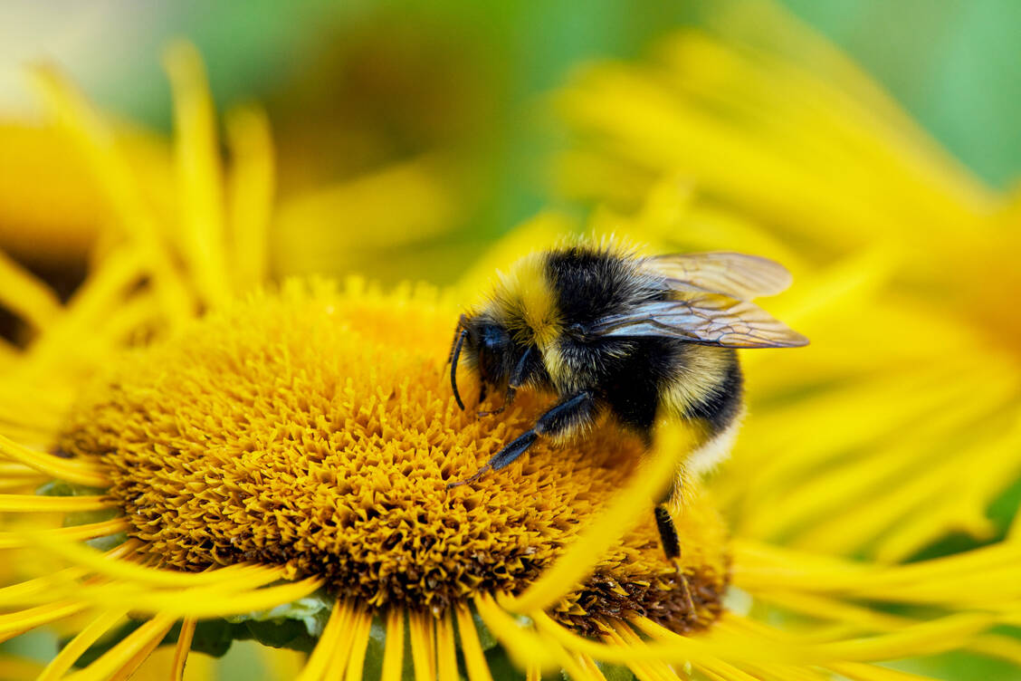 Ob es ihr schmeckt oder nicht, zeigt die Hummel mit ähnlichen Reaktionen wie der Mensch. / © Getty Images/Norman Posselt
