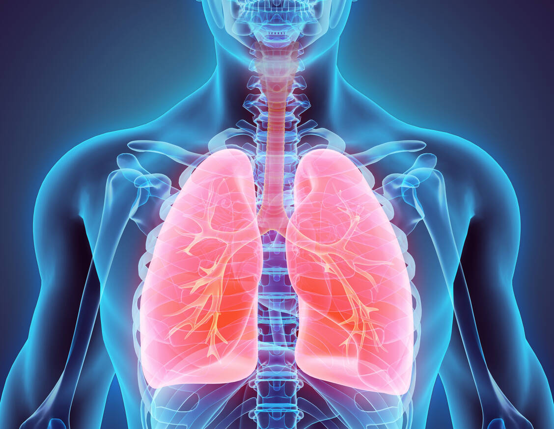 Die pulmonale arterielle Hypertonie betrifft die Lungenarterien, die das Blut von der rechten Herzhälfte in die Lunge transportieren. / Foto: Adobe Stock/yodiyim