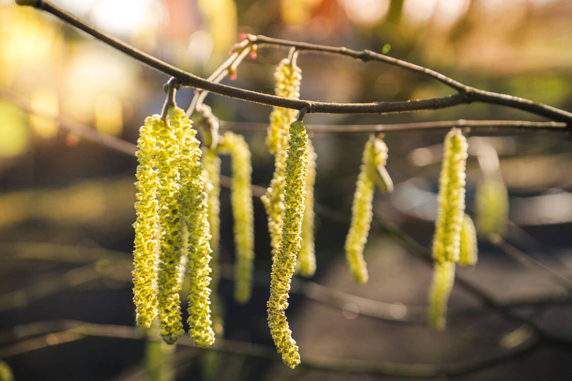 Wenn es die nächsten Wochen weiter mild bleibt – und danach sieht es aus – werden demnach bereits am 25. Januar sämtliche Haselnusssträucher in Deutschland blühen. / Foto: Getty Images/Faba-Photograhpy