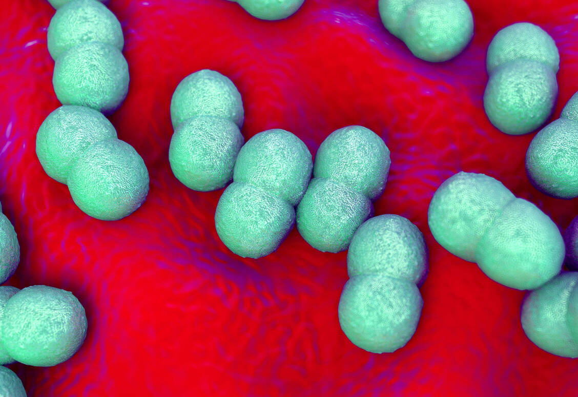 Staphylokokken, die Tumorantigene exprimieren, haben Forschende im Mausmodell gegen Hautkrebs eingesetzt. / Foto: Adobe Stock/PRB ARTS