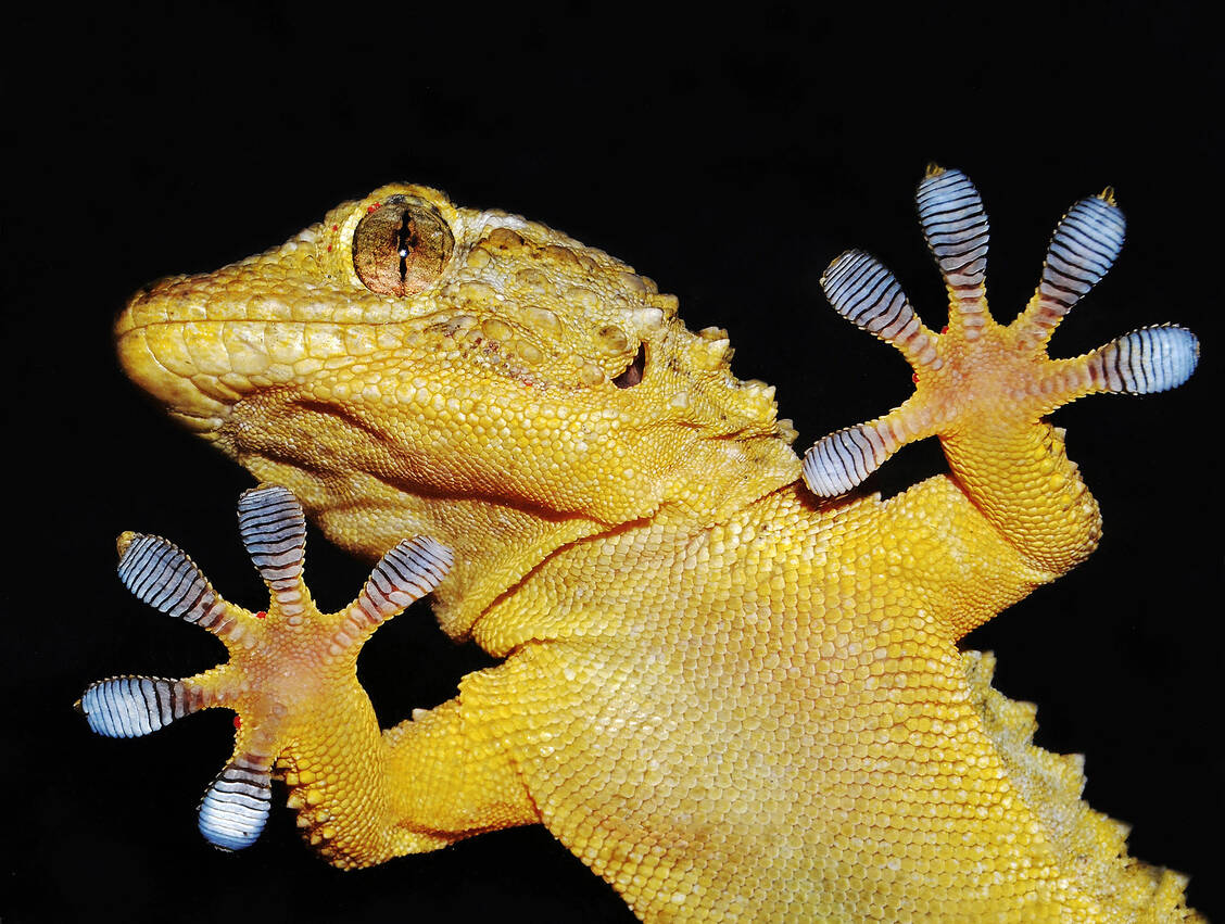 Weil ihre Füße mit Millionen winziger Härchen bedeckt sind, die Van-der-Waals-Kräfte nutzen, können sich Geckos zum Beispiel an glatten Glasscheiben problemlos festhalten. / © Adobe Stock/nico99
