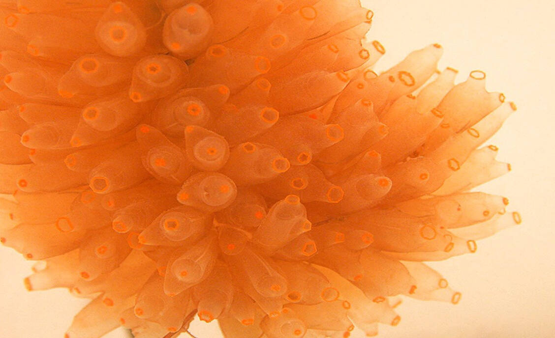 Lurbinectedin ist ein Analogon der marinen Verbindung ET-736, die aus einer Seescheide isoliert wurde. / © Pharma Mar