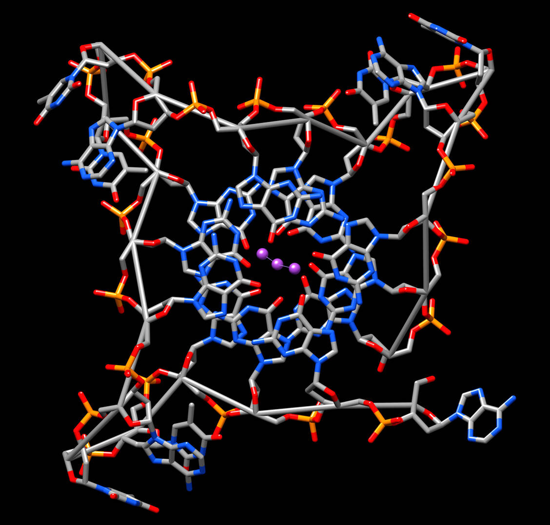 Guaninreiche DNA-Regionen können quadratische Strukturen, sogenannte Quadruplexe, bilden. / Foto: Getty Images/Science Photo Library