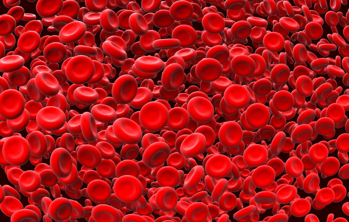 Bei Patienten mit paroxysmaler nächtlicher Hämoglobinurie zerstört das körpereigene Komplementsystem die Erythrozyten.  Antikörper wie Crovalimab können die Hämolyse kontrollieren. / Foto: Adobe Stock/Artemida-psy