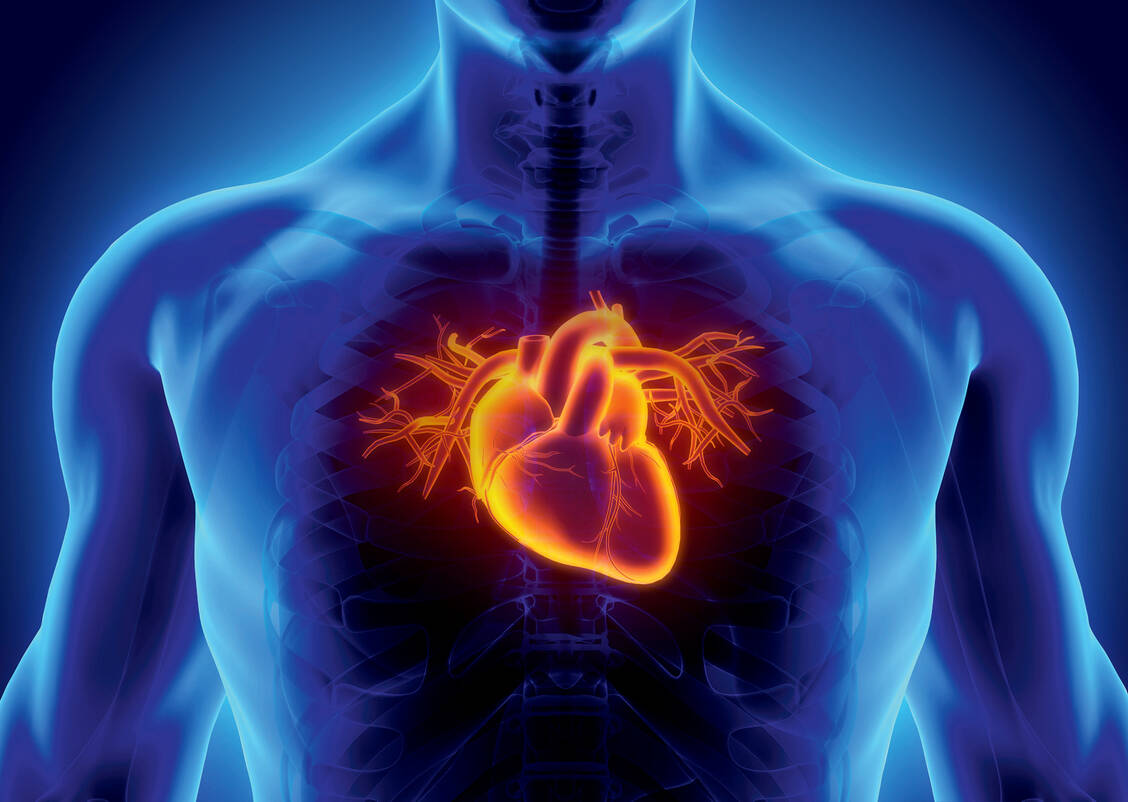 Eine Herzfibrose ist ein wichtiger Faktor für das Fortschreiten verschiedener Formen von Herzerkrankungen und Herzinsuffizienz. Therapeutische Optionen, die Fibrose anzugehen, sind bislang begrenzt. / Foto: Fotolia/yodiyim