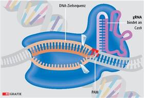 Das Cas9-Enzym (blau) führt zu Doppelstrangbrüchen, indem es mit seinen katalytischen Zentren (Keile) die beiden DNA-Stränge innerhalb der Zielsequenz (rosa) zerschneidet.  Die Zielsequenz liegt neben einem sogenannten Protospacer Adjacent Motif PAM (rot), ist 20 Nukleotide lang und wird von der Führer-RNA (gRNA) erkannt.
<p class="fotonachweis">Quelle: Science</p>