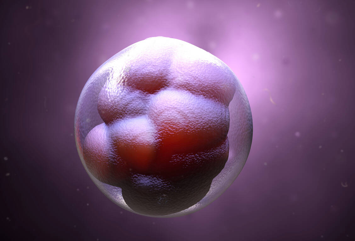 Beim Menschen spricht man bis einschließlich achter Schwangerschaftswoche von einem Embryo, danach von Fetus (Symbolbild).  / Foto: Adobe Stock/Design Cells