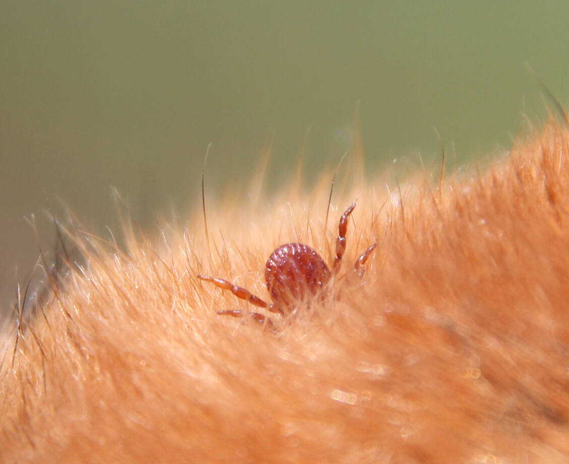 Gut getarnt auf rot-braunem Fell wird die Braune Hundezecke zum unliebsamen Mitbewohner. / Foto: Universität Hohenheim/Katrin Fachet