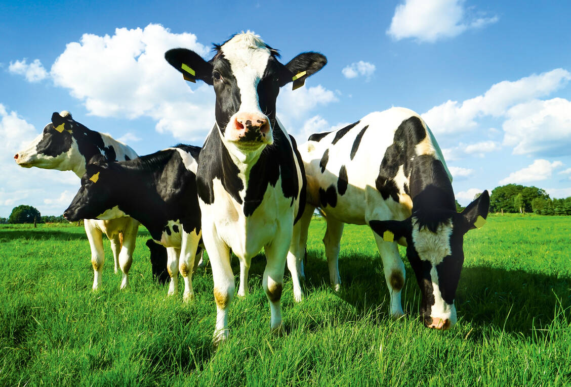 Der Versandhandel mit rezeptfreien Arzneimitteln für Tiere bleibt erlaubt, Rx-Präparate gibt es bald nur noch in der Apotheke vor Ort.   / Foto: Fotolia/countrypixel