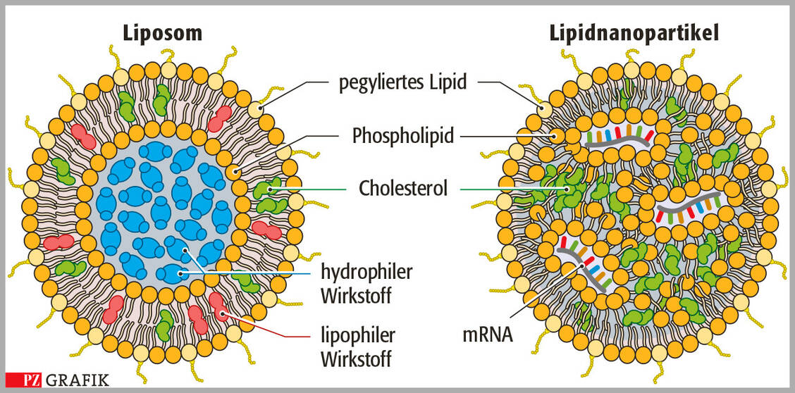Abbildung 1: Struktureller Aufbau von Liposomen und Lipidnanopartikeln (LNP); modifiziert nach: www.precisionnanosystems.com/workflows/formulations / Foto: PZ/Stephan Spitzer