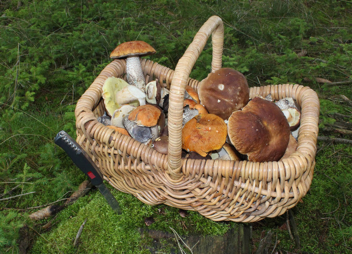 Beim Pilze sammeln ist Vorsicht geboten. Nur geübte Pilzammler sollten selbst gesammelte Pilze verzehren. / Foto: Imago Images/Steffen Schellhorn