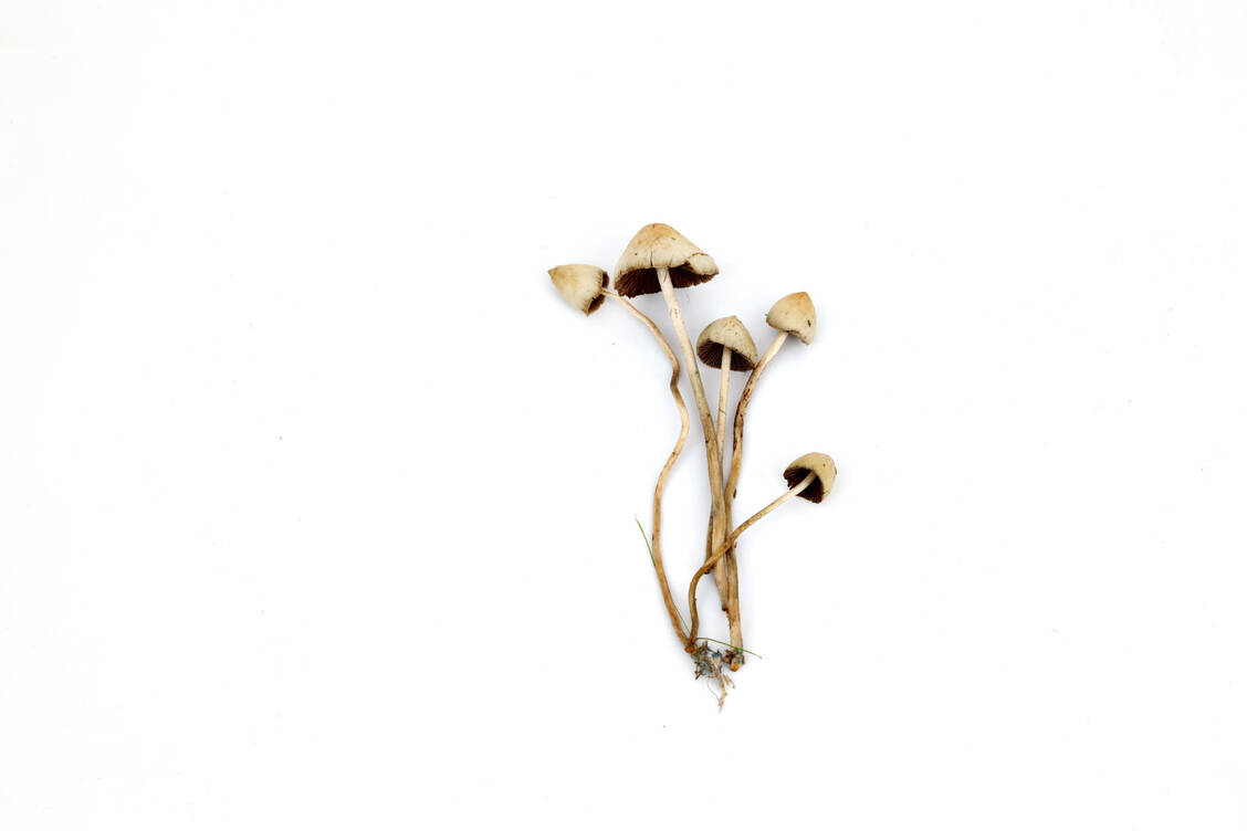 Bestimmte Psilocybe-Arten synthetisieren Psilocybin und davon abgeleitete Derivate. Seit langem beliebt in der Drogenszene, könnten sie sich als interessante Wirkstoffe zur Behandlung therapieresistenter Depressionen erweisen. / Foto: Fotolia/yellowj