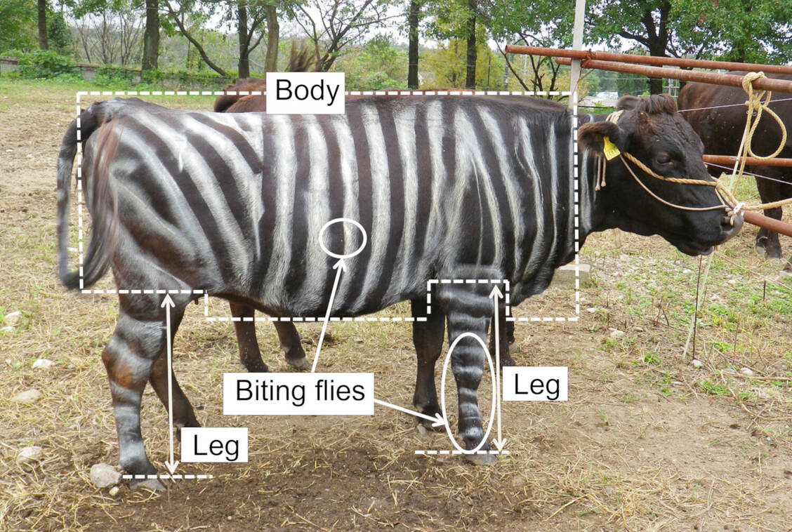 Um zu untersuchen, ob eine Zebra-Musterung Kühe vor Mückenstichen schützt, malten Forschende aus Japan Kühe entsprechend an und zählten die attackierenden Stechmücken. / © Kojima T et al., PLOS One 2020
