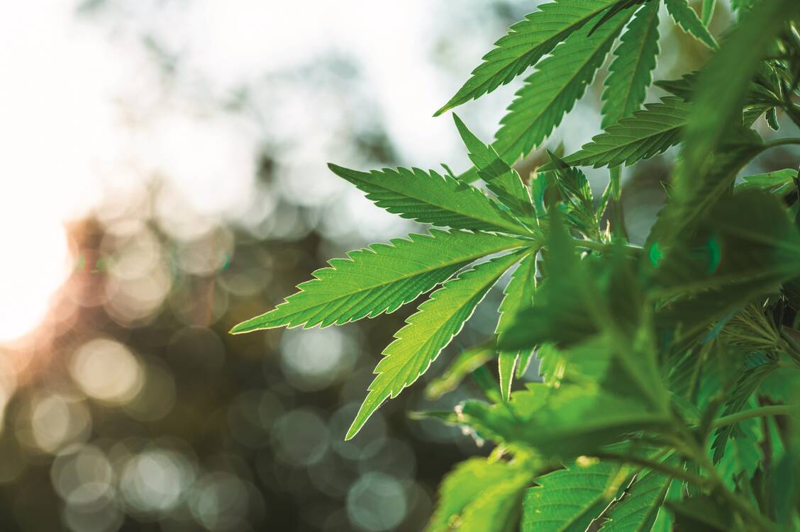 Die Legalisierung von Cannabis sollte für ein gutes Geschäft in Kanada sorgen. Nur läuft es nicht. Foto: Shutterstock/Jan Faukner