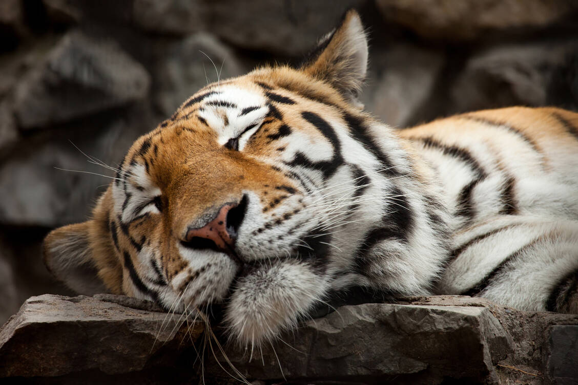 Einen schlafenden Tiger zu wecken, ist gefährlich. Nicht ganz so reizbar ist die Haut bei Rosacea. Dennoch sollte man auch sie tunlichst reizarm pflegen. / Foto: Getty Images/W1zzard