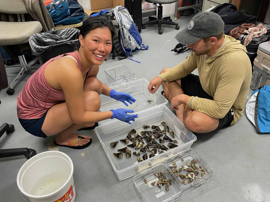 Erstautorin Ho Yan Yeung (links) und ein Kollege untersuchen frisch gesammelte Landkarten-Kegelschnecken. / Foto: University of Utah/Safavi Lab