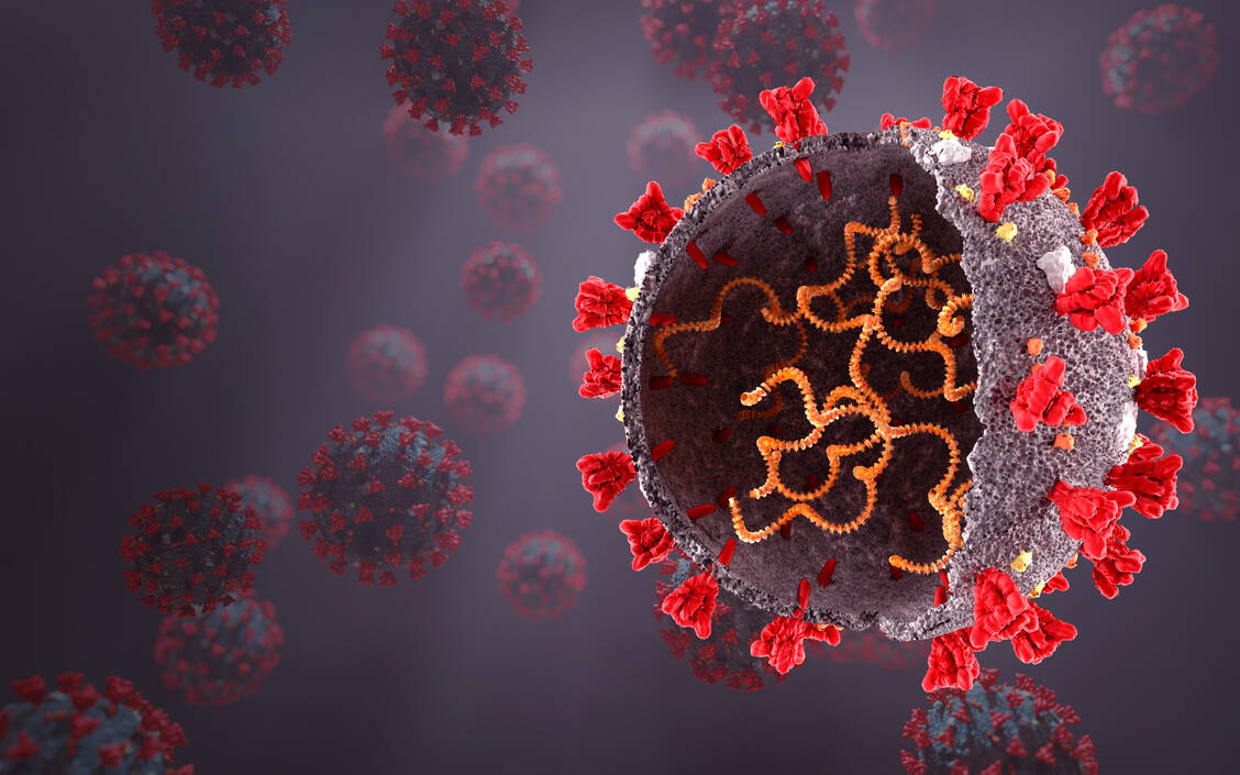 Das RNA-Genom von SARS-CoV-2 liegt zusammen mit dem Nukleokapsid-Protein als Einheit vor. / © Adobe Stock/Nikolay